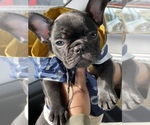 Small Photo #13 French Bulldog Puppy For Sale in SAN LEANDRO, CA, USA