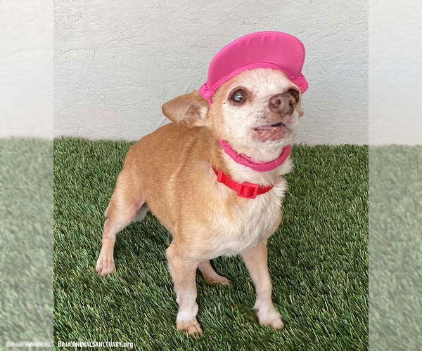 Medium Photo #4 Chihuahua-Unknown Mix Puppy For Sale in San Diego, CA, USA