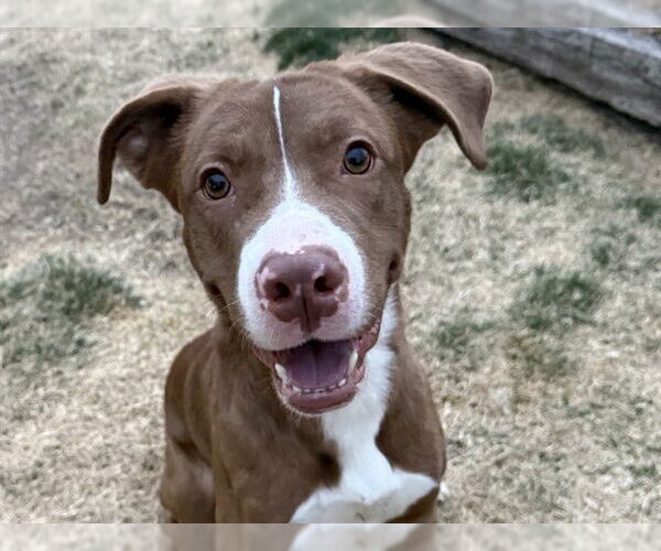 Medium Photo #1 Border Collie-Unknown Mix Puppy For Sale in Pueblo, CO, USA