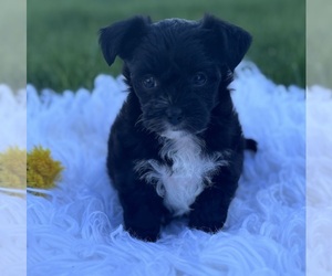 Morkie Puppy for sale in ROCK STREAM, NY, USA