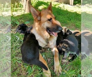Mother of the German Shepherd Dog puppies born on 04/09/2021