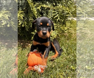 Rottweiler Puppy for sale in MIDDLEBURY, IN, USA