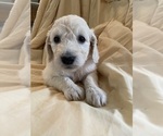Small Photo #6 Goldendoodle Puppy For Sale in OCONTO, WI, USA