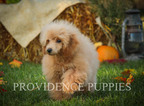 Small Photo #66 Poodle (Miniature) Puppy For Sale in COPPOCK, IA, USA