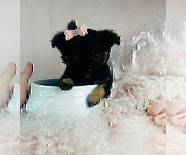 Medium Photo #17 Chihuahua Puppy For Sale in MIAMI, FL, USA