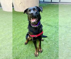 Rottweiler-Unknown Mix Dogs for adoption in San Francisco, CA, USA