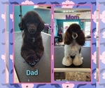 Small Photo #3 Poodle (Toy) Puppy For Sale in MINERAL POINT, MO, USA