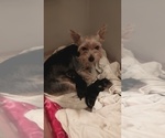 Small Photo #1 Yorkshire Terrier Puppy For Sale in BENSON, NC, USA