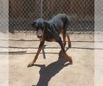 Small Photo #4 Doberman Pinscher Puppy For Sale in Apple Valley, CA, USA