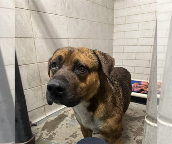 Medium Photo #1 Mutt Puppy For Sale in Stockton, CA, USA