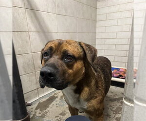 Mutt Dogs for adoption in Stockton, CA, USA