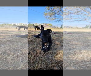 German Shepherd Dog-Holland Shepherd Mix Dogs for adoption in Orange Grove, TX, USA