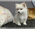 Puppy Sophia Pomsky
