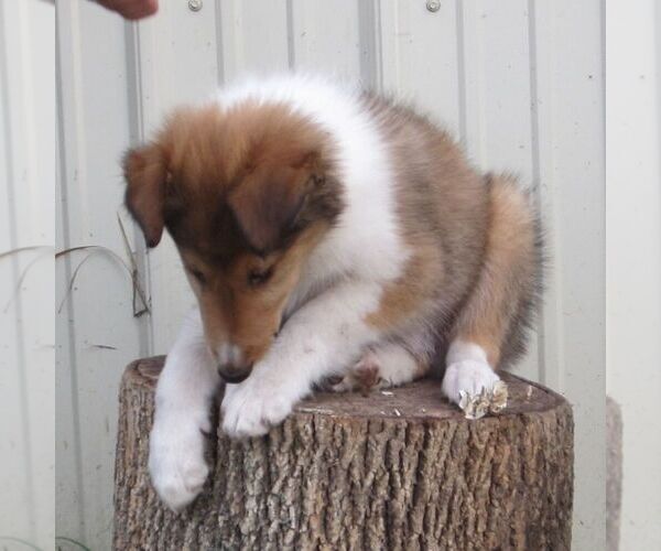 Medium Photo #2 Collie Puppy For Sale in FORT PLAIN, NY, USA