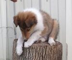 Small #1 Collie