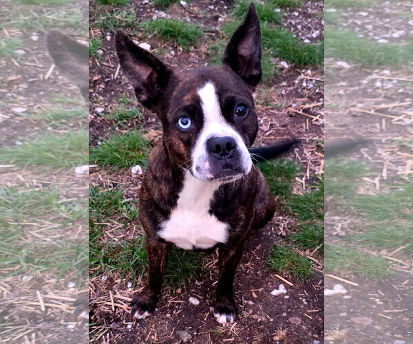 Medium Photo #1 Boston Terrier-Boxer Mix Puppy For Sale in Alexander, AR, USA