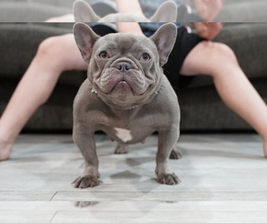 French Bulldog Puppy for sale in HOLLYWOOD, FL, USA