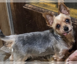 Mutt Dogs for adoption in Decatur, GA, USA