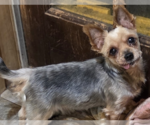 Small Mutt