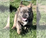 Small Photo #7 French Bulldog Puppy For Sale in TACOMA, WA, USA