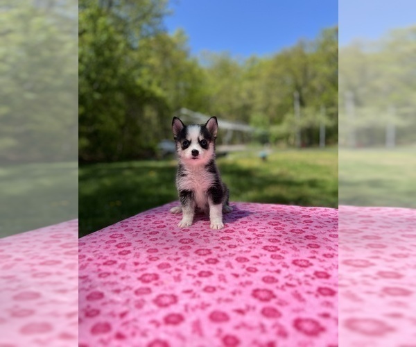 Medium Photo #60 Pomsky Puppy For Sale in DRACUT, MA, USA