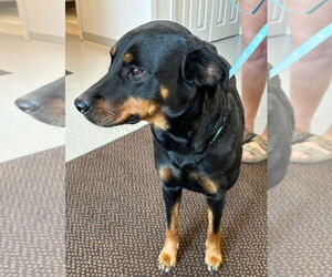 Rottweiler-Unknown Mix Dogs for adoption in La Porte, IN, USA