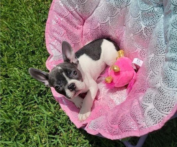 Medium Photo #1 French Bulldog Puppy For Sale in TARPON SPRINGS, FL, USA