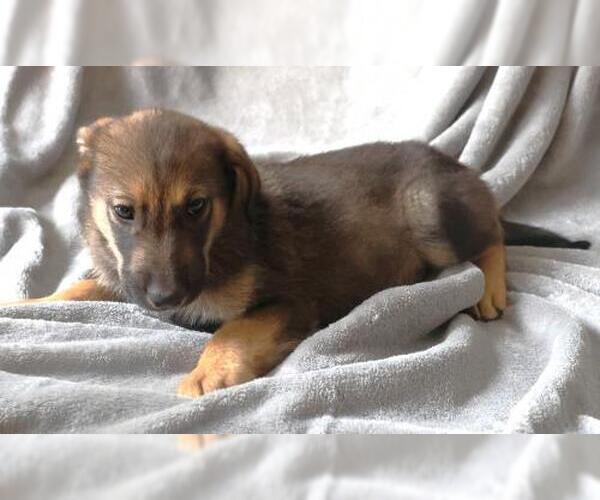 Medium Photo #1 Mutt Puppy For Sale in Thief River Falls, MN, USA