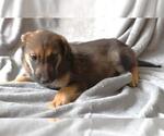 Small Mutt