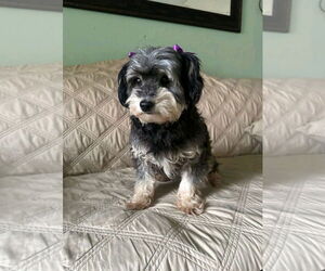 Havanese-Unknown Mix Dogs for adoption in Escondido, CA, USA