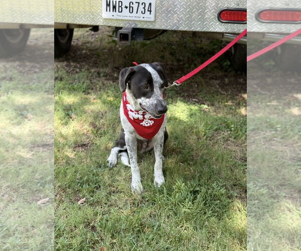 Medium Photo #20 Mutt Puppy For Sale in Euless, TX, USA