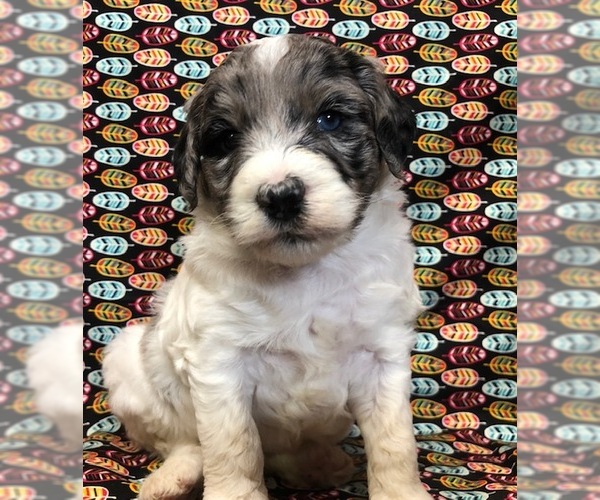 Medium Photo #2 Aussie-Poo Puppy For Sale in NUNN, CO, USA