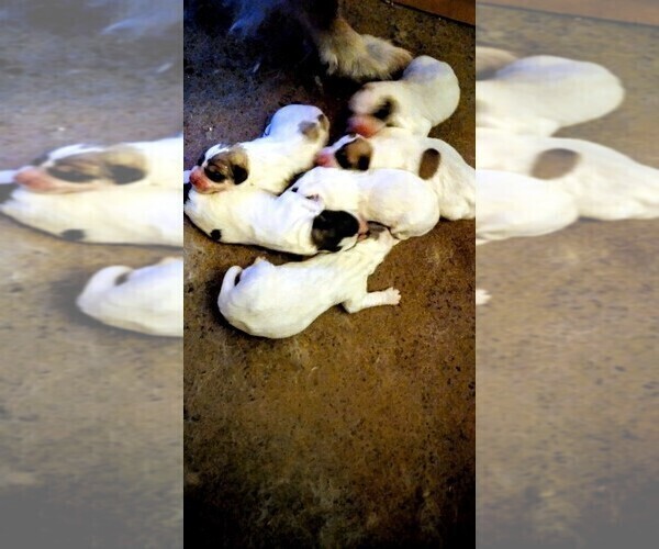 Medium Photo #5 Great Pyrenees Puppy For Sale in BANCROFT, WI, USA