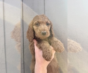 Medium Goldendoodle mix (+ Poodle Standard)