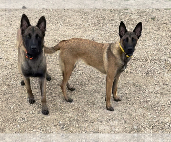 Medium Photo #1 Belgian Malinois Puppy For Sale in REESEVILLE, WI, USA