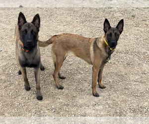 Mother of the Belgian Malinois puppies born on 10/12/2021