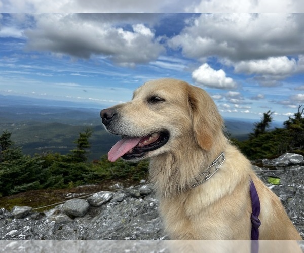 Medium Photo #1 Golden Retriever Puppy For Sale in CHARLOTTE, VT, USA