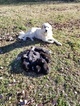 Small Photo #2 Great Pyredane Puppy For Sale in WOODVILLE, AL, USA