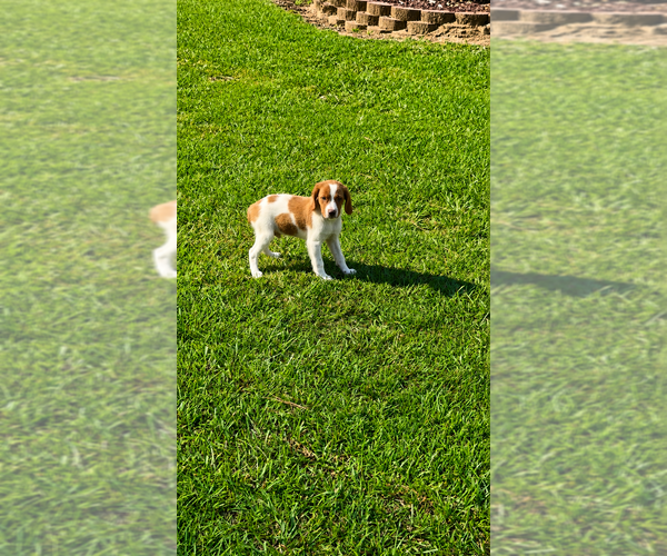 Medium Photo #5 Brittany Puppy For Sale in ORRUM, NC, USA