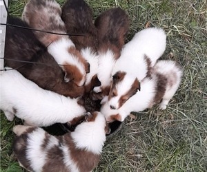 Australian Shepherd-Collie Mix Puppy for sale in ALLERTON, IA, USA