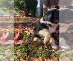 Small Photo #14 Australian Shepherd-F2 Aussiedoodle Mix Puppy For Sale in RALEIGH, NC, USA