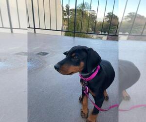 Doberman Pinscher Puppy for sale in SAN MATEO, CA, USA