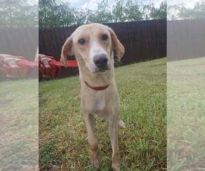Lucy (TX) - Female Labrador Retriever-Unknown Mix Dog for Adoption - Photo #3