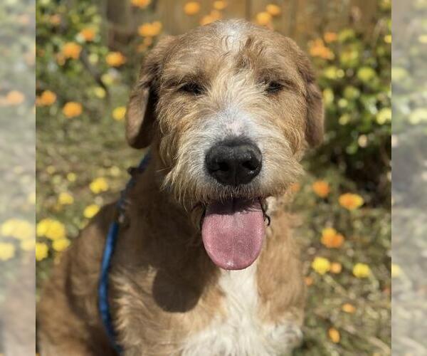 Medium Photo #8 Miniature Labradoodle Puppy For Sale in San Diego, CA, USA