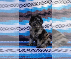Labradoodle Dog for Adoption in CORPUS CHRISTI, Texas USA