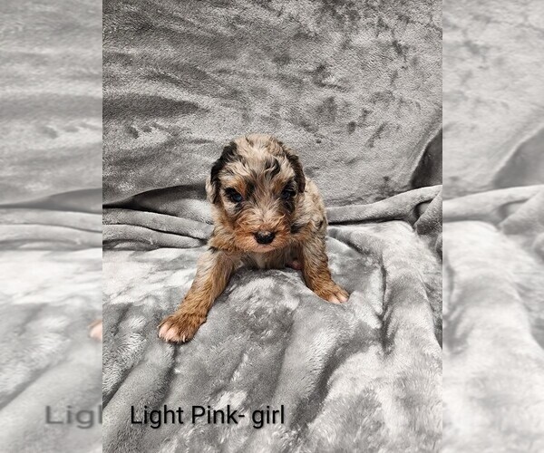 Medium Photo #18 Aussiedoodle Puppy For Sale in BOONEVILLE, AR, USA