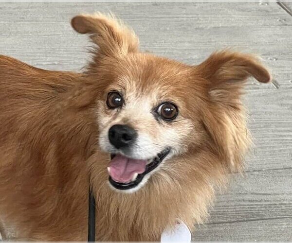 Medium Photo #3 Pomeranian Puppy For Sale in  Ramona, CA, USA