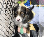 Small #1 Mutt
