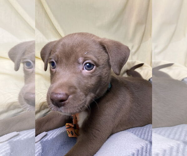 Medium Photo #4 Boxer-Unknown Mix Puppy For Sale in Hillsboro, MO, USA