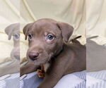 Small #3 Boxer Mix